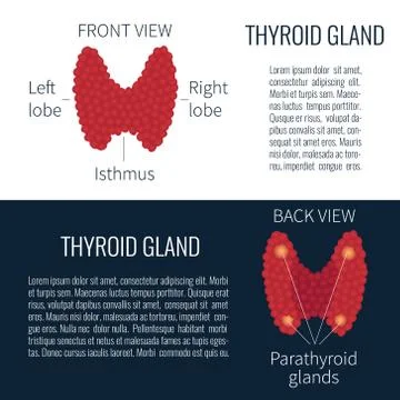 Thyroid gland scheme Stock Illustration