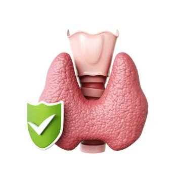 Thyroid gland with shield isolated on white background Stock Illustration