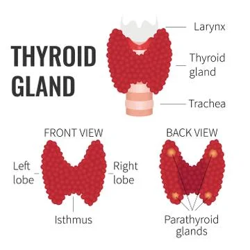 Thyroid gland structure Stock Illustration