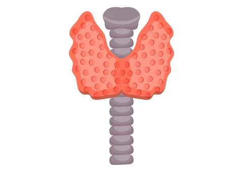 Thyroid gland vector illustration isolated on white background. Human thyroid Stock Illustration