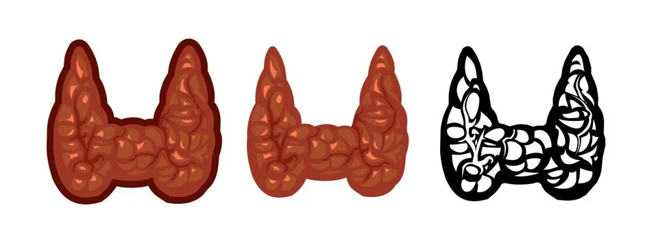 Thyroid gland vector isolate on a white background. Color image and monochrom Stock Illustration