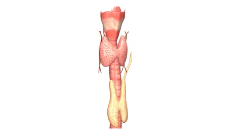 Thyroid glands Stock Footage 46972630