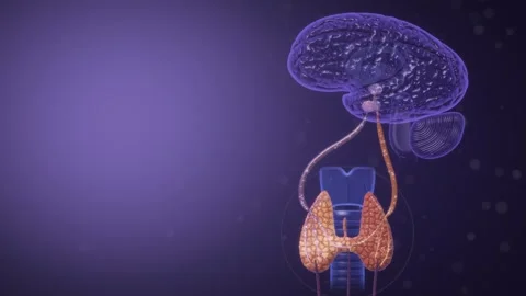 Thyroid Hormone Feedback Cycle Between Brain and Thyroid Gland Seamless Loop Stockbeeldmateriaal 348485742