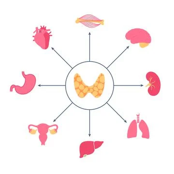 Thyroid hormones diagram Illustrazione stock