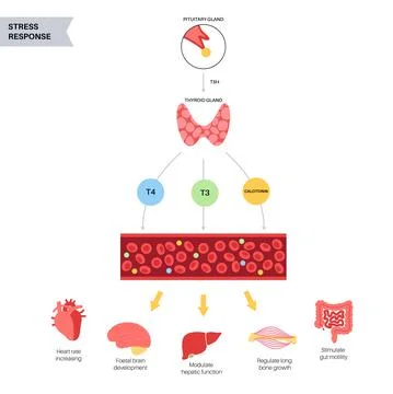 Thyroid hormones diagram Illustrazione stock