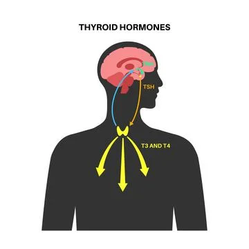 Thyroid hormones diagram Illustrazione stock