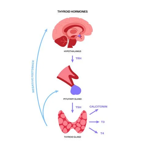 Thyroid hormones diagram イラスト素材