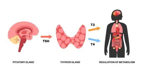 Thyroid hormones diagram Stock Illustration