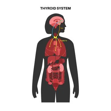 Thyroid hormones diagram イラスト素材