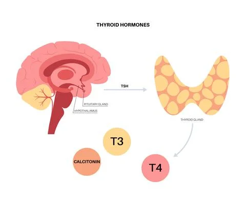 Thyroid hormones diagram Stock Illustration