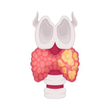 Thyroid Human Organ Isolated on White Background Vector Educational Image Stock Illustration