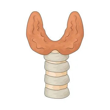 Thyroid illustration Stock Illustration