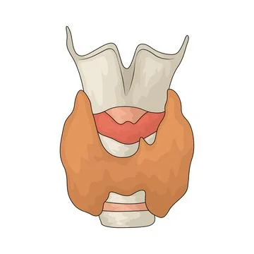 Thyroid illustration Stock Illustration