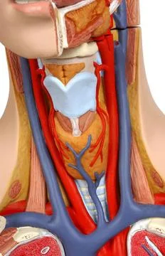  Thyroid Model of the intern anatomy of the neck of an adult human body, f... 库存照片