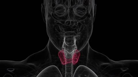 Thyroid nodules are abnormal lumps or growths within the thyroid gland that may Stock Footage 343023791