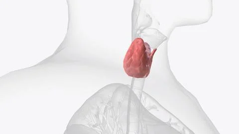 The thyroid, or thyroid gland, is an endocrine gland in vertebrates Stock Illustration