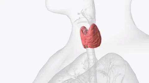 The thyroid, or thyroid gland, is an endocrine gland in vertebrates Stock Illustration
