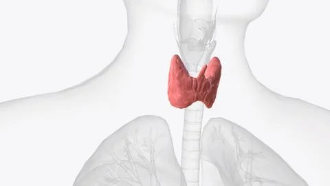 The thyroid, or thyroid gland, is an endocrine gland in vertebrates Illustrazione stock