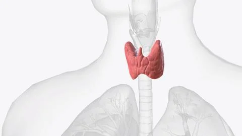 The thyroid, or thyroid gland, is an endocrine gland in vertebrates Stock Illustration