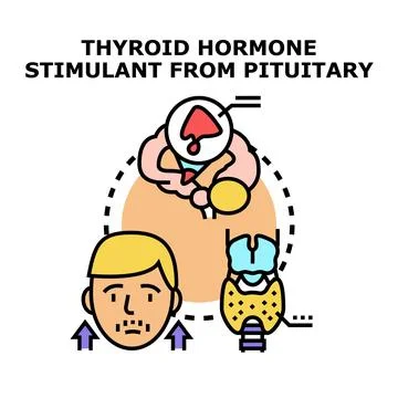 Thyroid stimulating hormone production from pituitary gland Stock Illustration