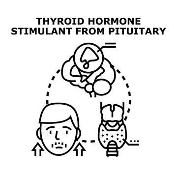 Thyroid stimulating hormone production from pituitary gland Stock Illustration