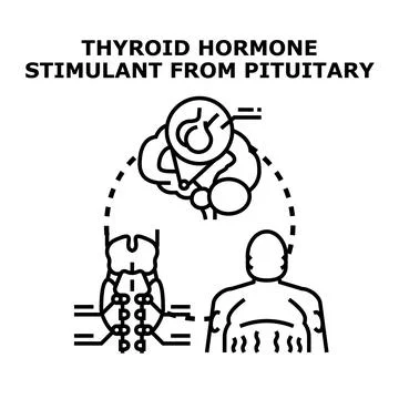 Thyroid stimulating hormone regulating human body metabolism Stock Illustration