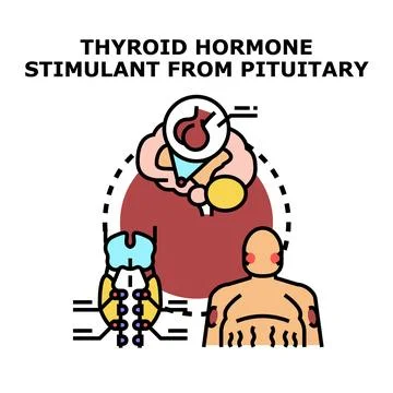 Thyroid stimulating hormone regulating human body metabolism Stock Illustration
