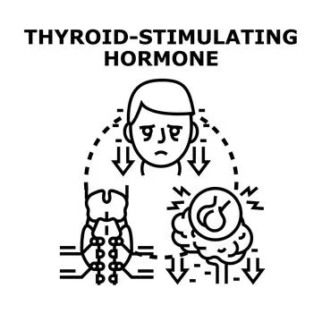 Thyroid stimulating hormone system medical diagram Stock Illustration