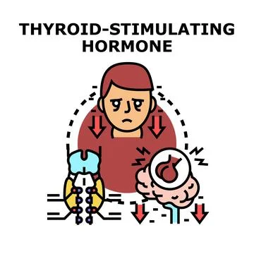 Thyroid stimulating hormone system medical diagram Stock Illustration