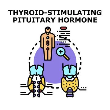 Thyroid stimulating pituitary hormone concept illustration Illustration