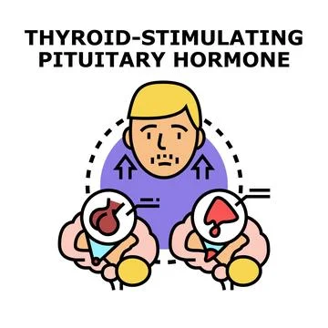 Thyroid stimulating pituitary hormone regulation diagram Stock Illustration
