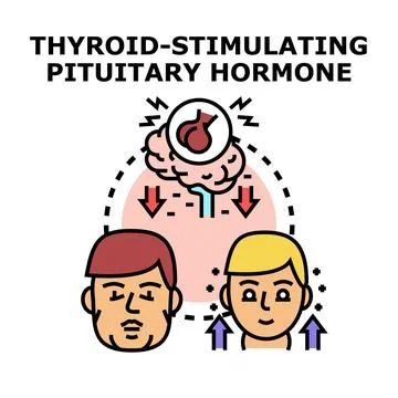 Thyroid stimulating pituitary hormone regulation concept Stock Illustration