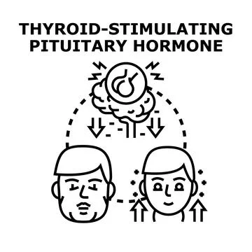Thyroid stimulating pituitary hormone regulation concept Stock Illustration