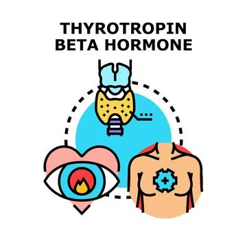 Thyrotropin beta hormone impacting thyroid gland organism Stock Illustration