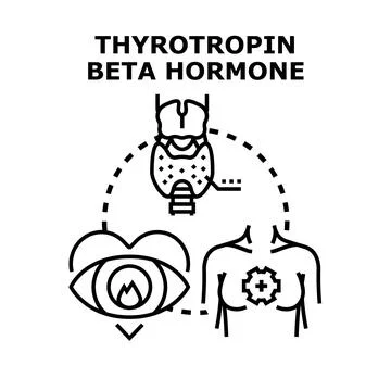 Thyrotropin beta hormone impacting thyroid gland organism Stock Illustration