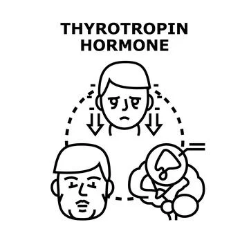 Thyrotropin hormone concept evaluating thyroid function diagnosis Illustration