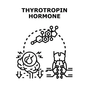Thyrotropin hormone function regulating thyroid gland activity Stock Illustration