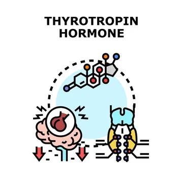Thyrotropin hormone function regulating thyroid gland activity Stock Illustration