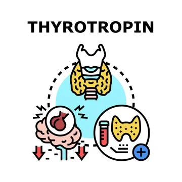 Thyrotropin stimulating hormone regulating thyroid function Stock Illustration