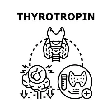 Thyrotropin stimulating hormone regulating thyroid function Stock Illustration