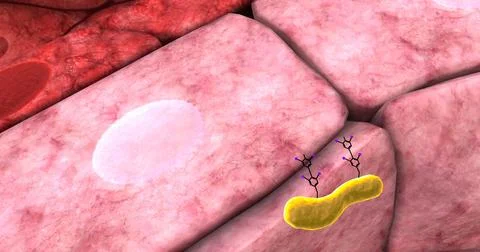 Thyroxine hormone is produced in the thyroid gland from tyrosine and iodine. Illustrazione stock