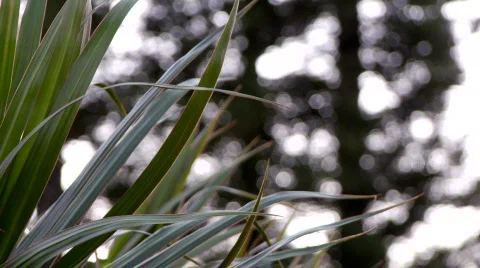 Ti tree twinkle back Stock Footage 612364