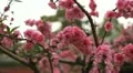 Tiantan Park, Japanese Cherry Tree Blossom, Temple of Heaven in Beijing, China HD Footage