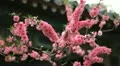 Tiantan Park, Temple of Heaven in Beijing, Japanese Cherry Tree Blossom, China HD Footage