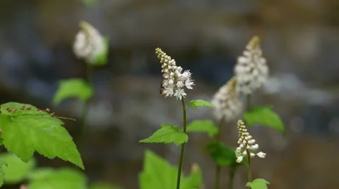 Tiarella foamflower in bloom with stream in the background Stock Footage 49864423