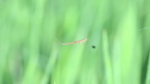 Tibellus oblongus spider. Stock Footage 320520471