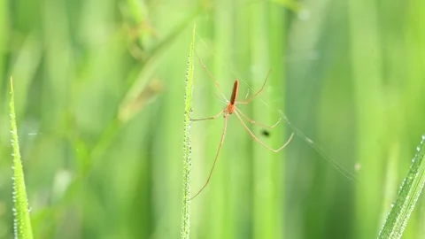 Tibellus oblongus spider. Stock Footage 320520503