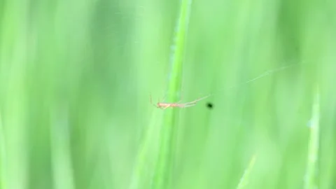 Tibellus oblongus spider. Stock Footage 320520514