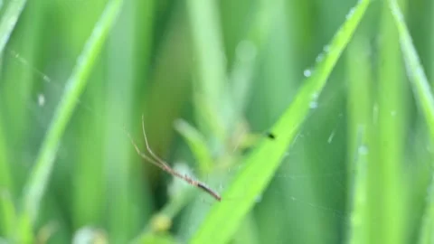 Tibellus oblongus spider. Stock Footage 320520527