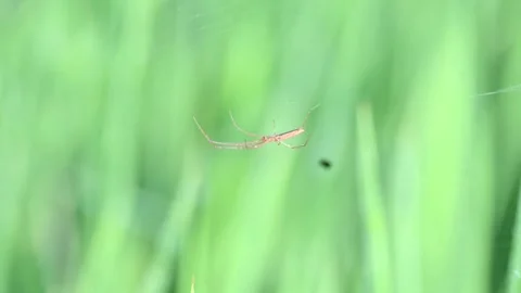 Tibellus oblongus spider. Stock Footage 320520620